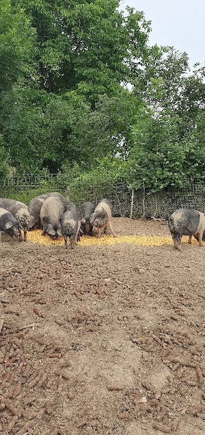 Vand porci bazna  90-120kg - imagine 4