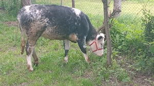 vănd junicuță  albastru Belgian 