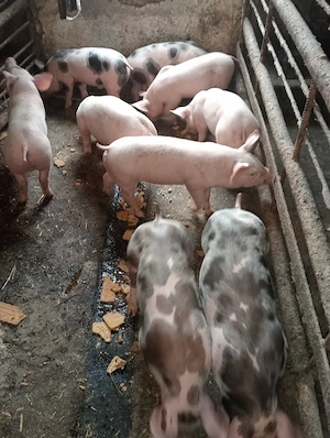 vând purcei la Cenei Timiș Nr   pietrain x marele alb 