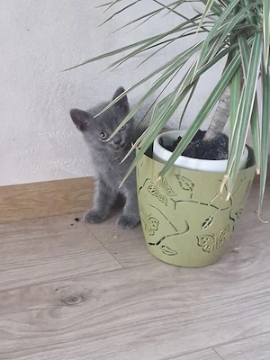 British Shorthair Blue  - imagine 5