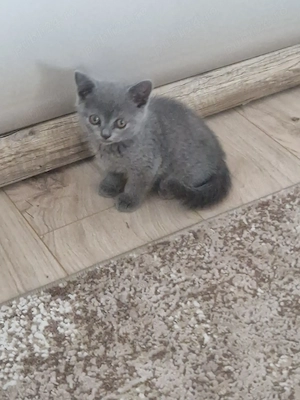 British Shorthair Blue  - imagine 4