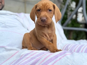 Vizsla Maghiara - imagine 2