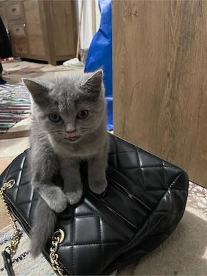 Pisicuță superba British Shorthair