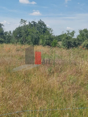 Vânzare 2 loturi de casă Dobreni Giurgiu - imagine 6