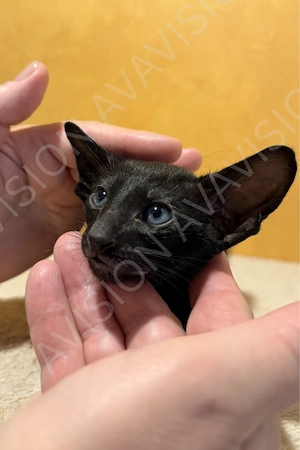 Baietel Oriental Shorthair cu Pedigree - imagine 3