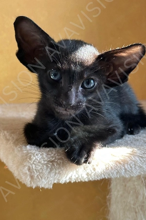 Baietel Oriental Shorthair cu Pedigree