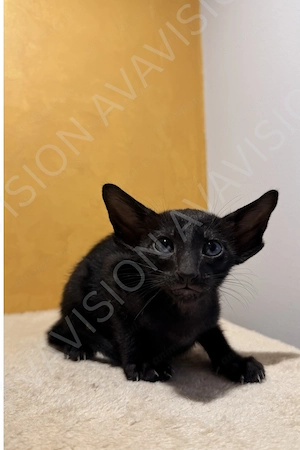 Baietel Oriental Shorthair cu Pedigree - imagine 4