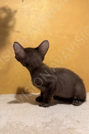 Baietel Oriental Shorthair cu pedigree - imagine 4
