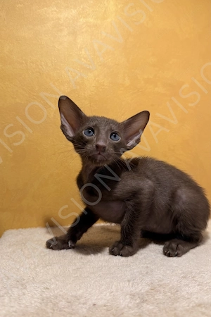 Baietel Oriental Shorthair cu pedigree - imagine 3