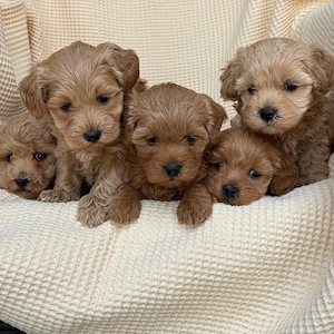 Puiuti Maltipoo pudel toy  - imagine 4