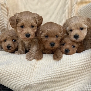 Puiuti Maltipoo pudel toy  - imagine 2