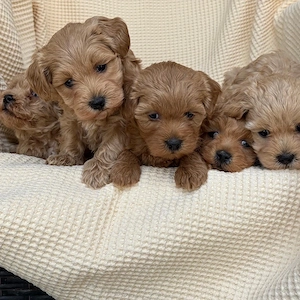 Puiuti Maltipoo pudel toy  - imagine 3