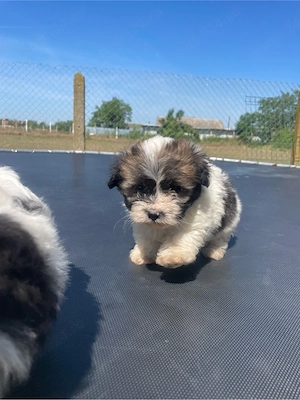 cateii bichon  - imagine 3