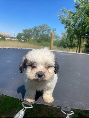 cateii bichon  - imagine 2