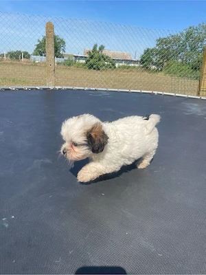 cateii bichon  - imagine 4