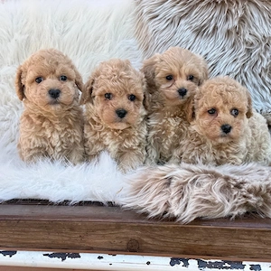 Maltipoo toy baieti si fete  - imagine 2