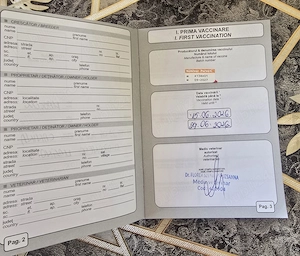 Vând pui Malinois culoare carbon   părinți cu aptitudini de pază și lucru - imagine 5