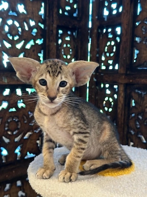 Fetita Oriental Shorthair cu Pedigree - imagine 2
