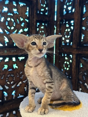 Fetita Oriental Shorthair cu Pedigree - imagine 3