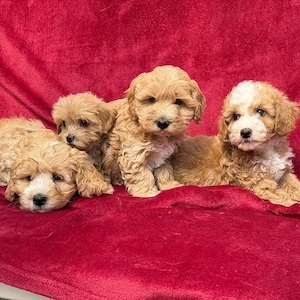 puiuti de pudel maltipoo - imagine 3
