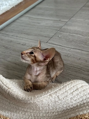 Baietel Oriental Shorthair cu Pedigree - imagine 4