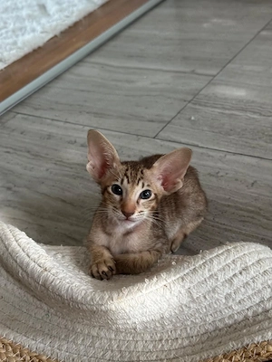 Baietel Oriental Shorthair cu Pedigree - imagine 2