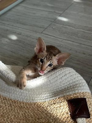 Baietel Oriental Shorthair cu Pedigree - imagine 3
