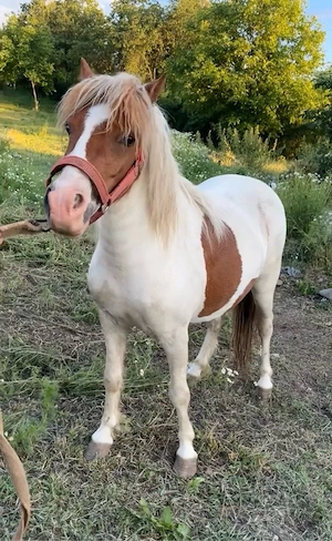 poneiță tărcată