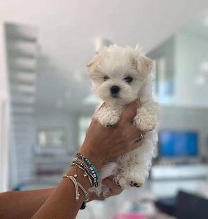 Bichon maltez fetita  - imagine 2