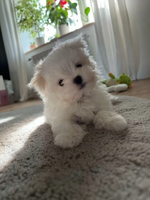 Bichon maltez fetita  - imagine 3