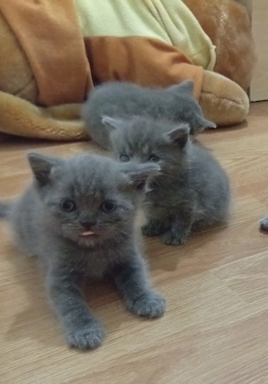 Pui de pisica British Shorthair Blue  - imagine 2
