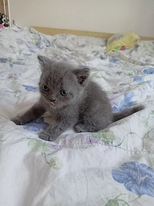 Pui de pisica British Shorthair Blue  - imagine 3