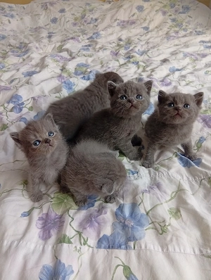 Pui de pisica British Shorthair Blue  - imagine 4