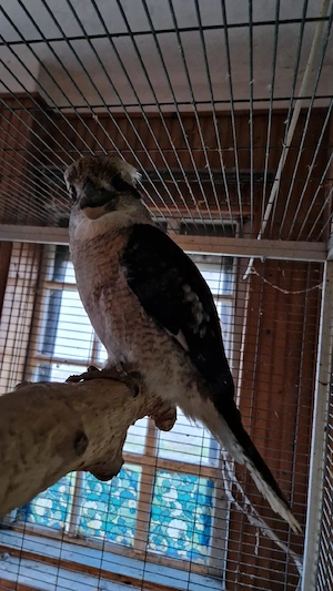 kookaburra - Dacelo novaeguineae - imagine 2