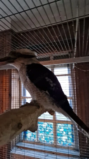 kookaburra - Dacelo novaeguineae)l - imagine 2