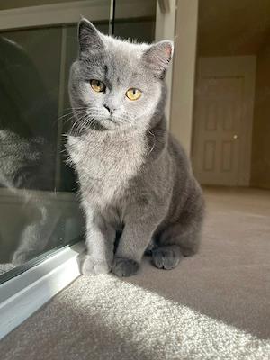 British Shorthair Blue  - imagine 2