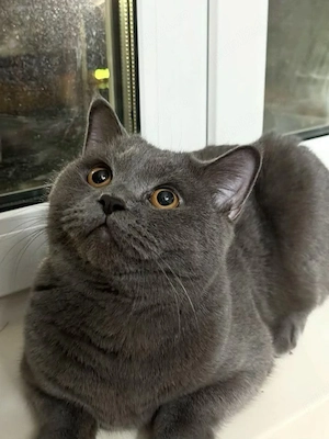 British Shorthair Blue 
