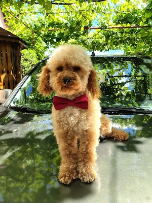 Caniche   pudel toy. fetiță.