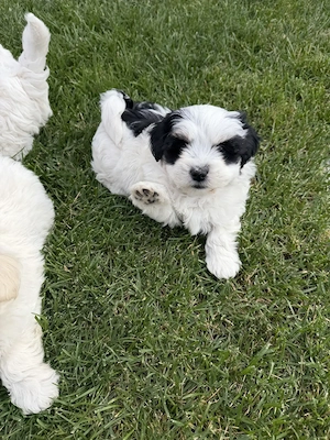 De vanzare catelusi rasa Bichon  - imagine 3