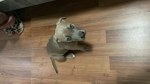 vand amstaff pui femela