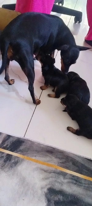 Cățeluși pinscher pitic  - imagine 3