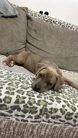 vand amstaff pui femela - imagine 3