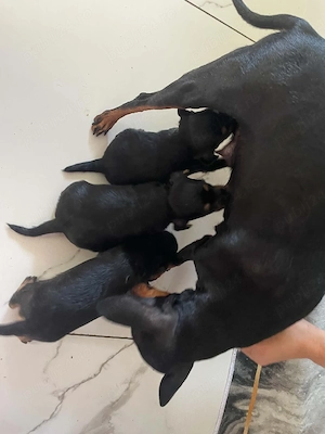 Cățeluși pinscher pitic  - imagine 2