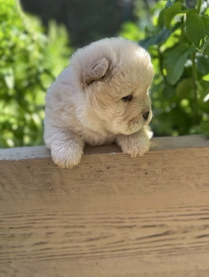 Chow Chow alb - imagine 5