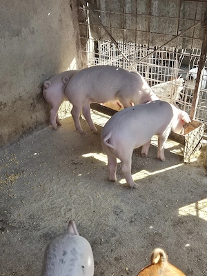 De vanzare purcei de monta 2 luni.