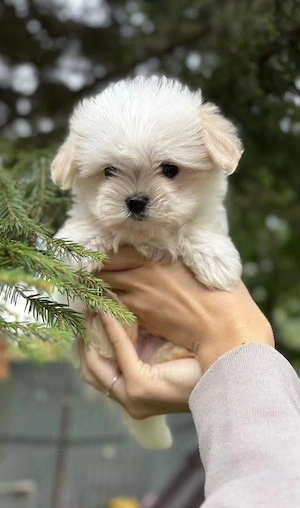 Puiuți de bichon maltez mini toy fete și băieți  - imagine 2