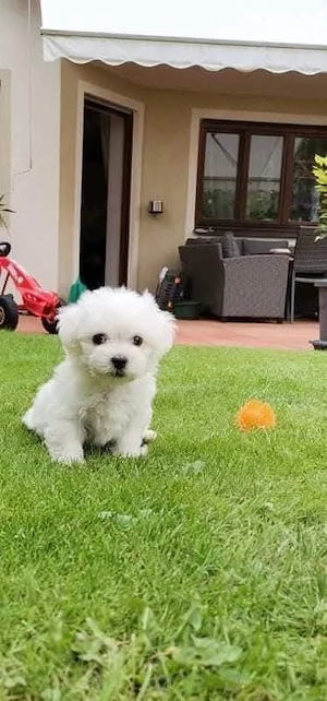Puiuți de bichon maltez mini toy fete și băieți  - imagine 4