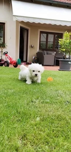 Puiuți de bichon maltez mini toy fete și băieți  - imagine 5