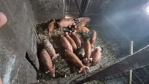 Purcei de 9 săptămâni 