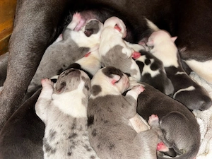 American bully XL blue si merle 